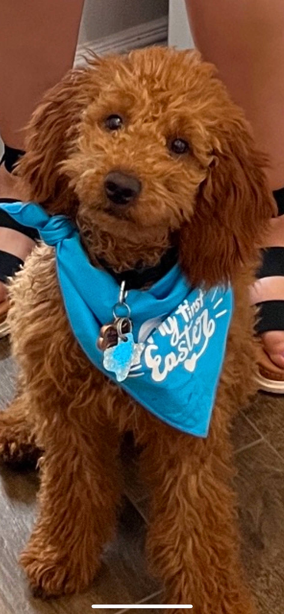 Kolby joined the competition — help win amazing prizes! canidae, carnivore, collar, companion_dog, dog, dog_breed, dog_clothes, dog_collar, dog_supply, fashion_accessory, fur, hat, leash, liver, pet_supply, snout, sporting_group, terrier, toy_dog, water_dog