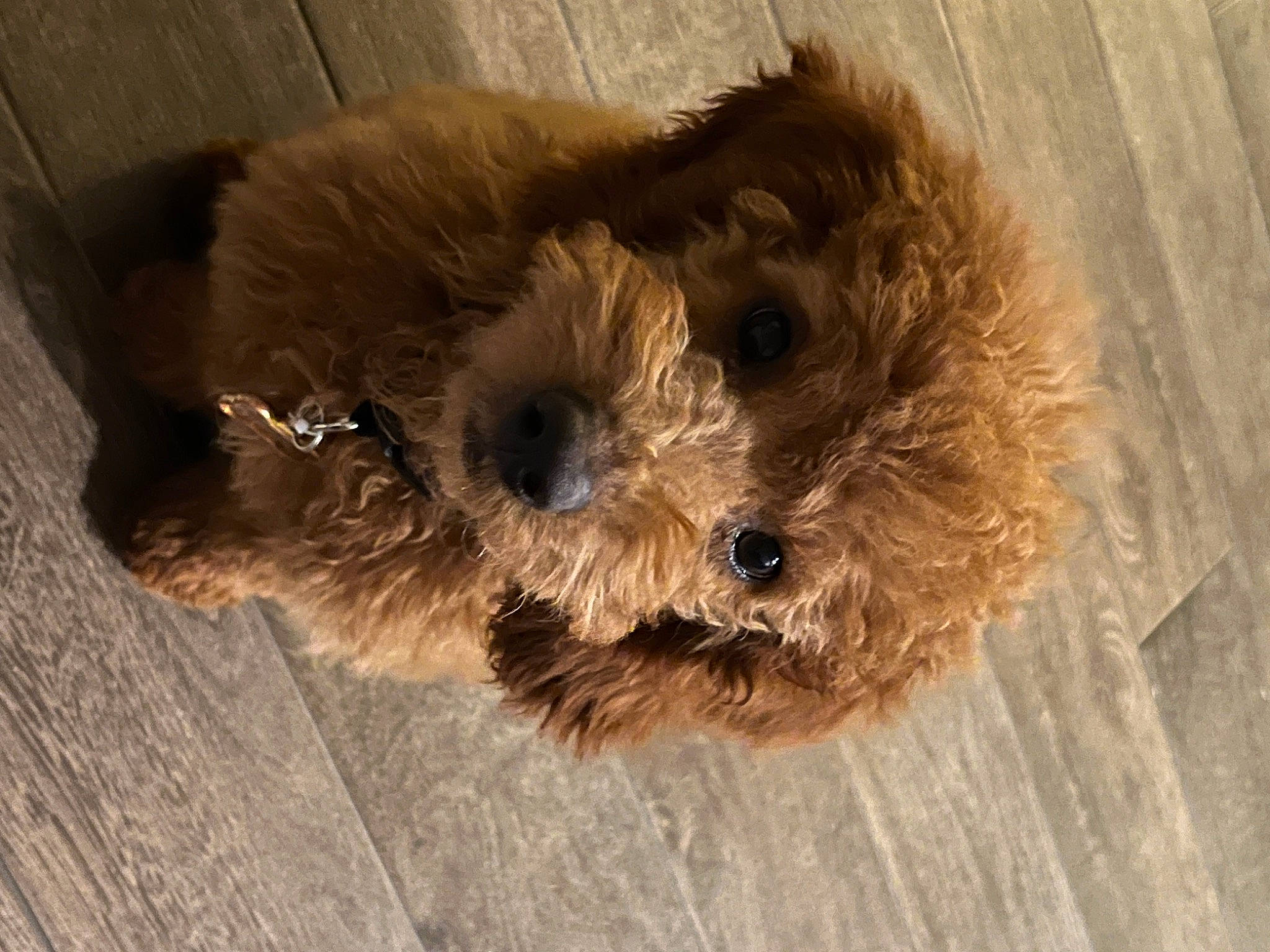 Kolby is registered to the contest to win money with this photo: canidae, carnivore, companion_dog, dog, dog_breed, fawn, fur, hardwood, liver, maltepoo, puppy, small_terrier, snout, sporting_group, terrestrial_animal, terrier, toy, toy_dog, wood, working_animal