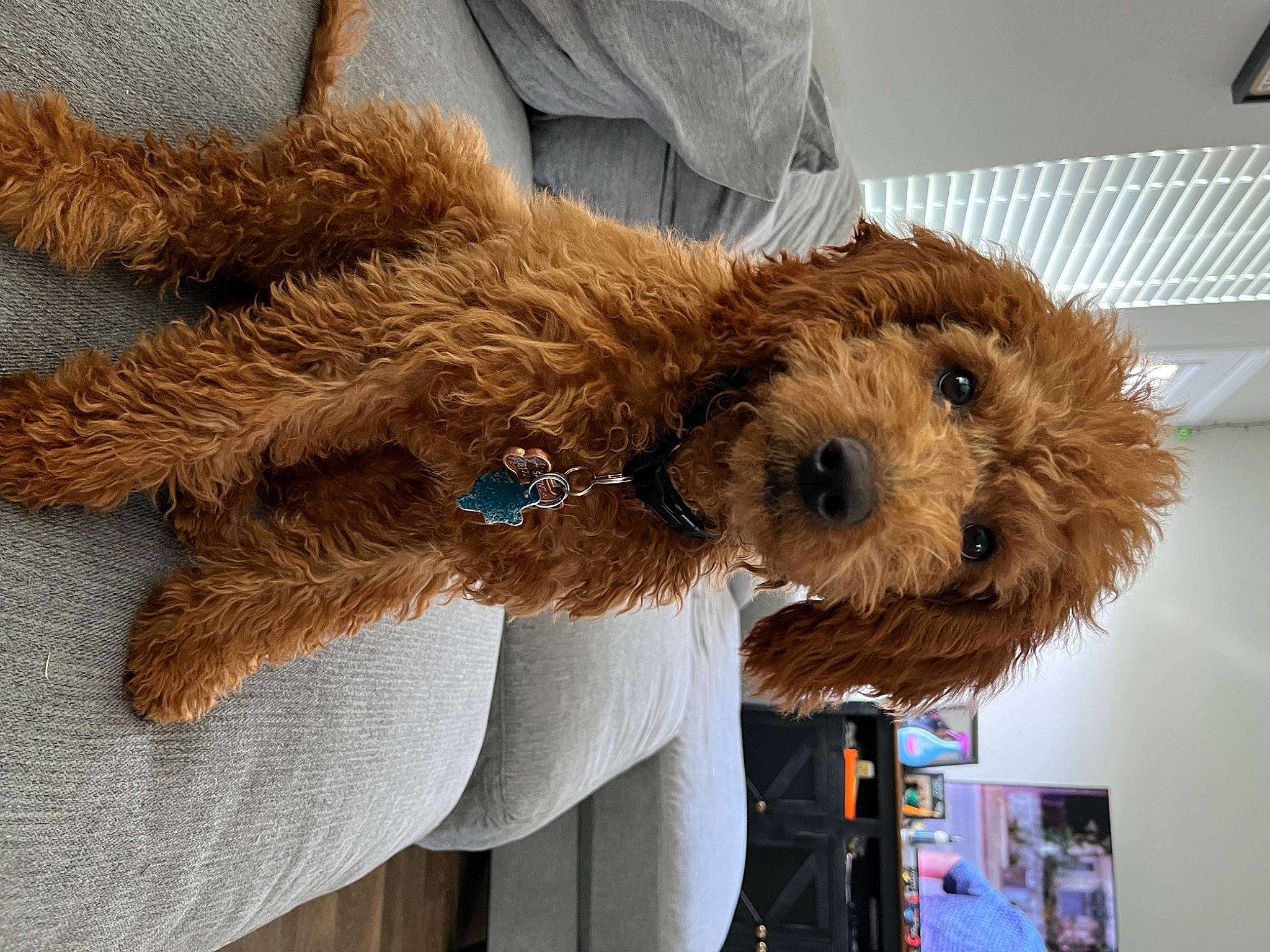 Kolby is registered to the contest to win money with this photo: canidae, carnivore, collar, companion_dog, dog, dog_breed, dog_supply, fawn, fur, liver, poodle, small_terrier, snout, sporting_group, stuffed_toy, terrier, toy, toy_dog, water_dog, working_animal