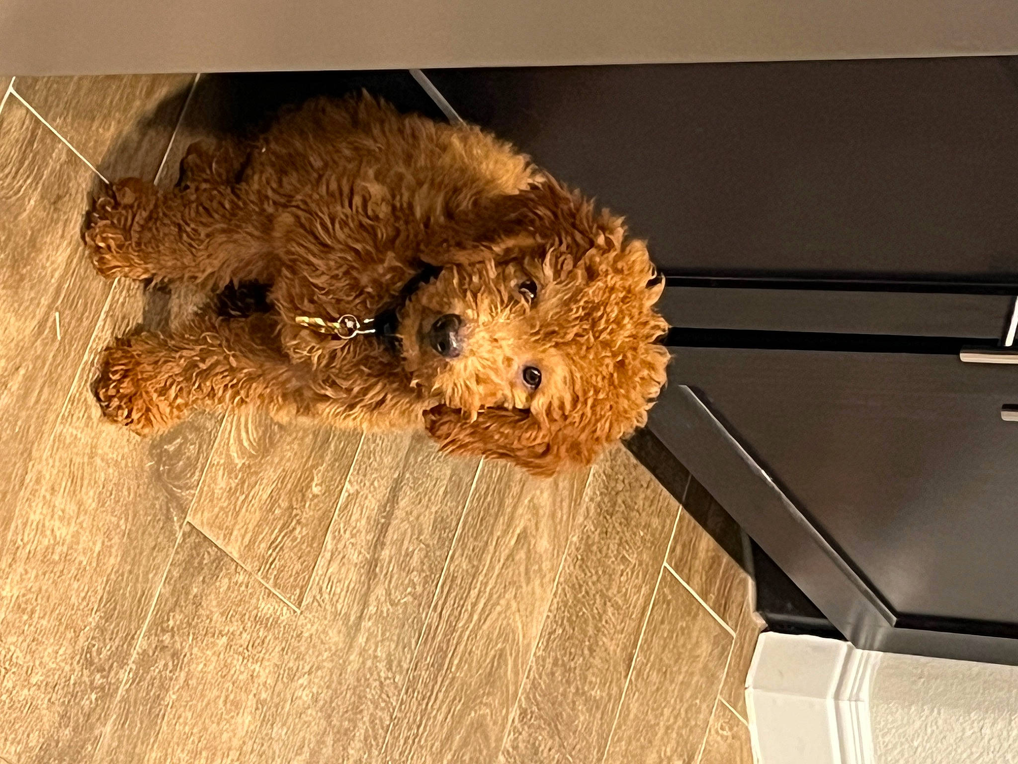 Kolby is registered to the contest to win money with this photo: canidae, carnivore, companion_dog, dog, dog_breed, fawn, felidae, flooring, fur, hardwood, plywood, snout, sporting_group, tail, terrestrial_animal, terrier, toy_dog, water_dog, wood, wood_stain