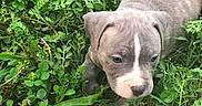 Indoe joined the competition — help win amazing prizes! puppy, dog, grass, greenery, outdoor, nature, young, cute, animal, pet, flora, leaf, plant, small, walking, exploring, adorable, ears, face, snout