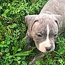 puppy, dog, grass, greenery, outdoor, nature, young, cute, animal, pet, flora, leaf, plant, small, walking, exploring, adorable, ears, face, snout
