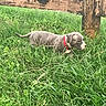 Indoe is registered to the contest to win money with this photo: puppy, dog, grass, greenery, outdoor, fence, wood, collar, pet, animal, young, nature, exploring, side_view, small, cute, daytime, canine, curious, yard