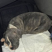 Indoe is registered to the contest to win money with this photo: puppy, dog, sleeping, towel, vehicle_interior, floor_mat, pet, resting, cozy, gray, black, white, animal, young_dog, cute, domestic_animal, indoor, quiet, calm, peaceful