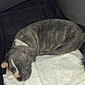 puppy, dog, sleeping, towel, vehicle_interior, floor_mat, pet, resting, cozy, gray, black, white, animal, young_dog, cute, domestic_animal, indoor, quiet, calm, peaceful