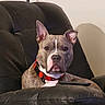 Indoe joined the competition — help win amazing prizes! dog, pitbull, collar, red_collar, leather_chair, remote_control, indoor, pet, animal, canine, face, ears, fur, sitting, resting, watching, expression, furniture, home, comfort