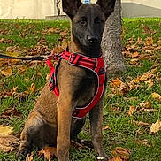 Athena a rejoint le concours — aidez-le/la à gagner de superbes lots ! dog, puppy, red_harness, grass, autumn, leaves, tree, outdoor, pet, canine, sitting, nature, young_dog, animal, fall, brown_coat, alert, daylight, building, window