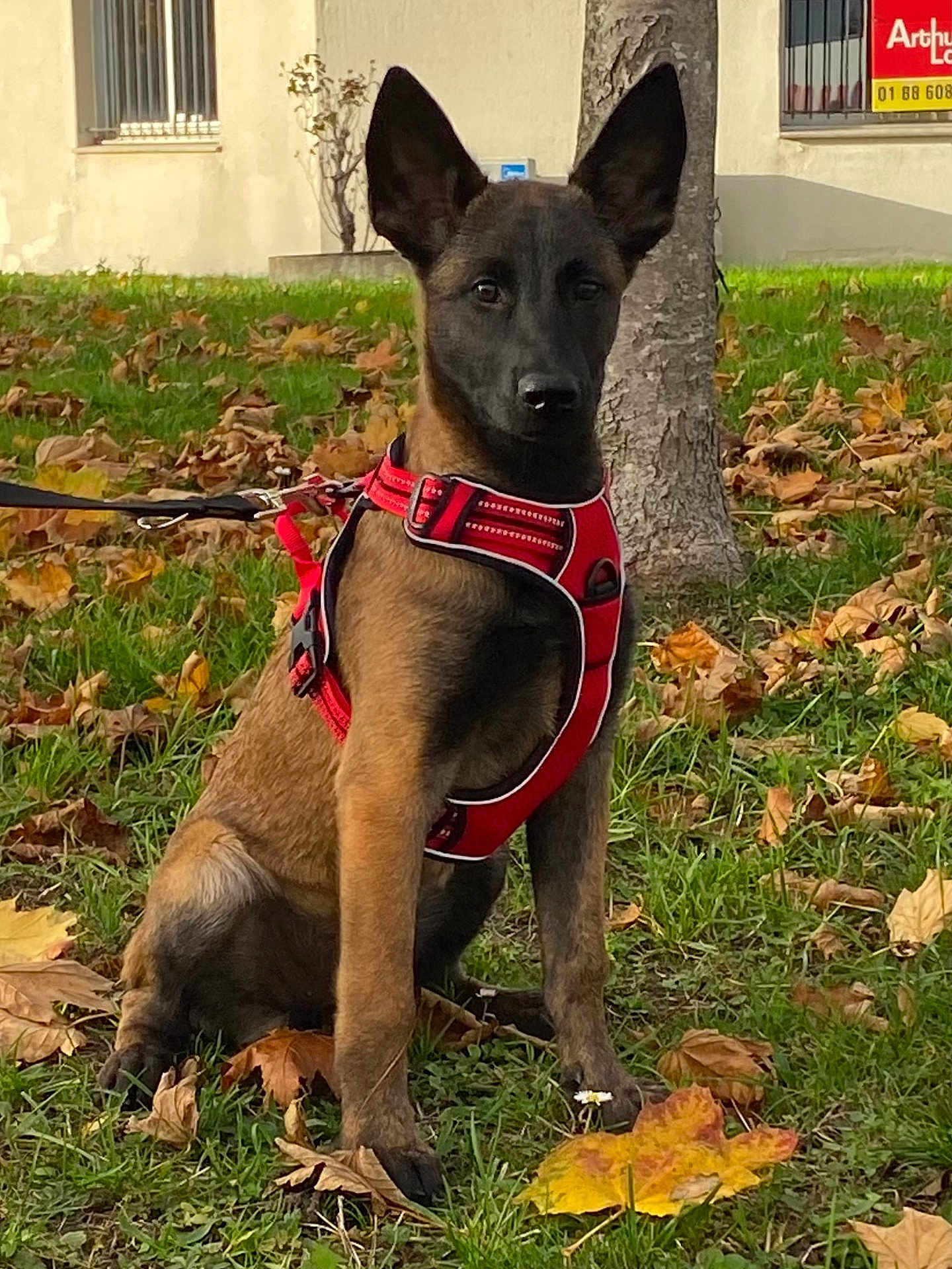 Athena a rejoint le concours — aidez-le/la à gagner de superbes lots ! dog, puppy, red_harness, grass, autumn, leaves, tree, outdoor, pet, canine, sitting, nature, young_dog, animal, fall, brown_coat, alert, daylight, building, window