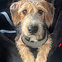 Henry is registered to the contest to win money with this photo: dog, pet, canine, fur, fluffy, brown, black_nose, ears, collar, leash, cute, animal, mammal, face, closeup, portrait, resting, indoor, soft, looking