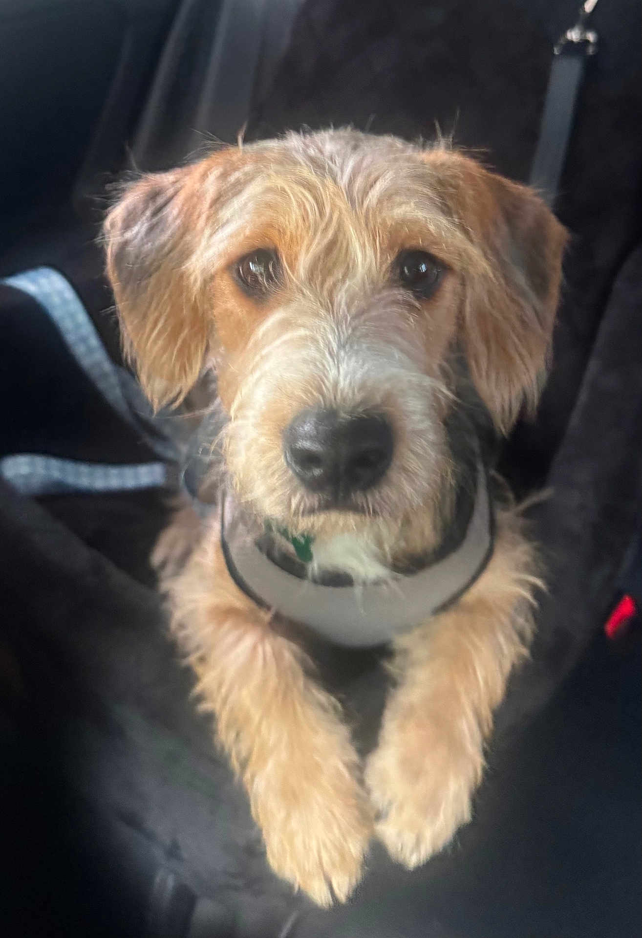 Henry is registered to the contest to win money with this photo: dog, pet, canine, fur, fluffy, brown, black_nose, ears, collar, leash, cute, animal, mammal, face, closeup, portrait, resting, indoor, soft, looking