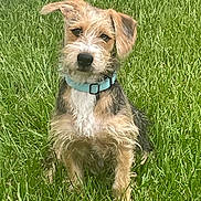 Henry is registered to the contest to win money with this photo: dog, grass, outdoor, pet, collar, animal, canine, fur, ears, sitting, greenery, nature, cute, watching, young_dog, portrait, friendly, domestic_animal, muzzle, playful