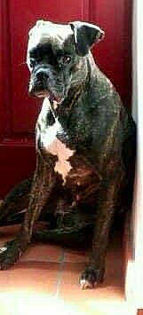 Loris a rejoint le concours — aidez-le/la à gagner de superbes lots ! black, carnivore, companion_dog, dog, dog_breed, felidae, fur, grey, iris, jaw, neck, photograph, sitting, snapshot, snout, terrestrial_animal, tongue, vertebrate, whiskers, working_animal