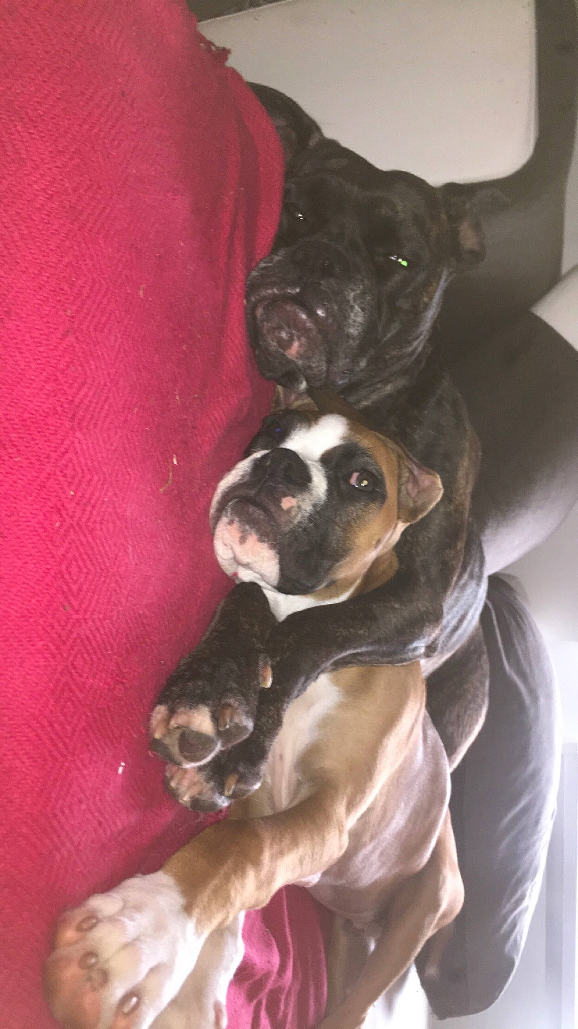 Loris participe au concours pour gagner de l'argent avec cette photo : canidae, carnivore, collar, companion_dog, dog, dog_breed, dog_supply, fawn, mammal, molosser, non_sporting_group, paw, puppy, snout, sporting_group, vertebrate, whiskers, working_animal, working_dog