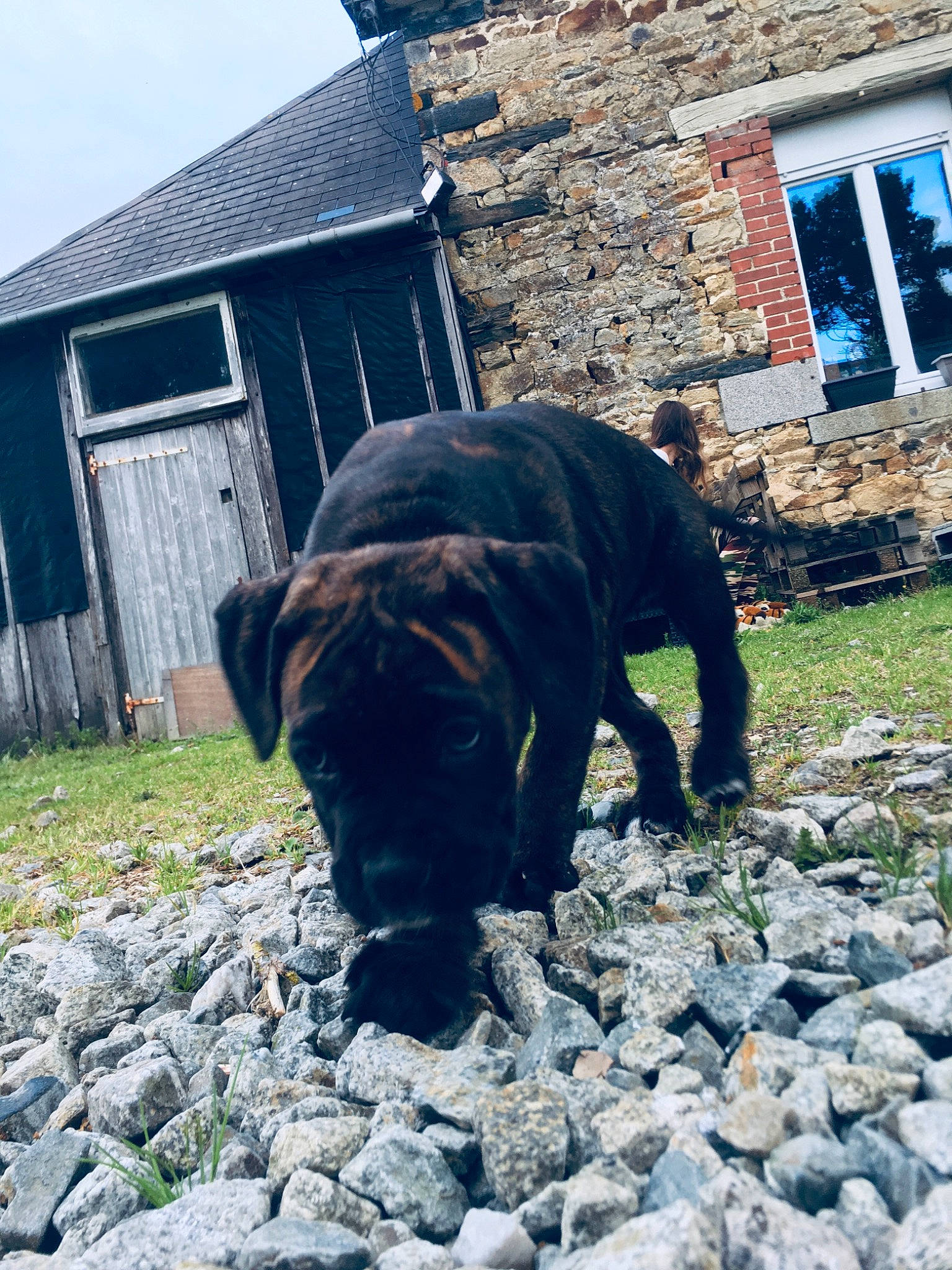 Loris a rejoint le concours — aidez-le/la à gagner de superbes lots ! brick, brickwork, canidae, carnivore, companion_dog, cottage, dog, dog_breed, home, house, hunting_dog, mammal, pebble, rock, roof, rubble, rural_area, snout, sporting_group, working_animal