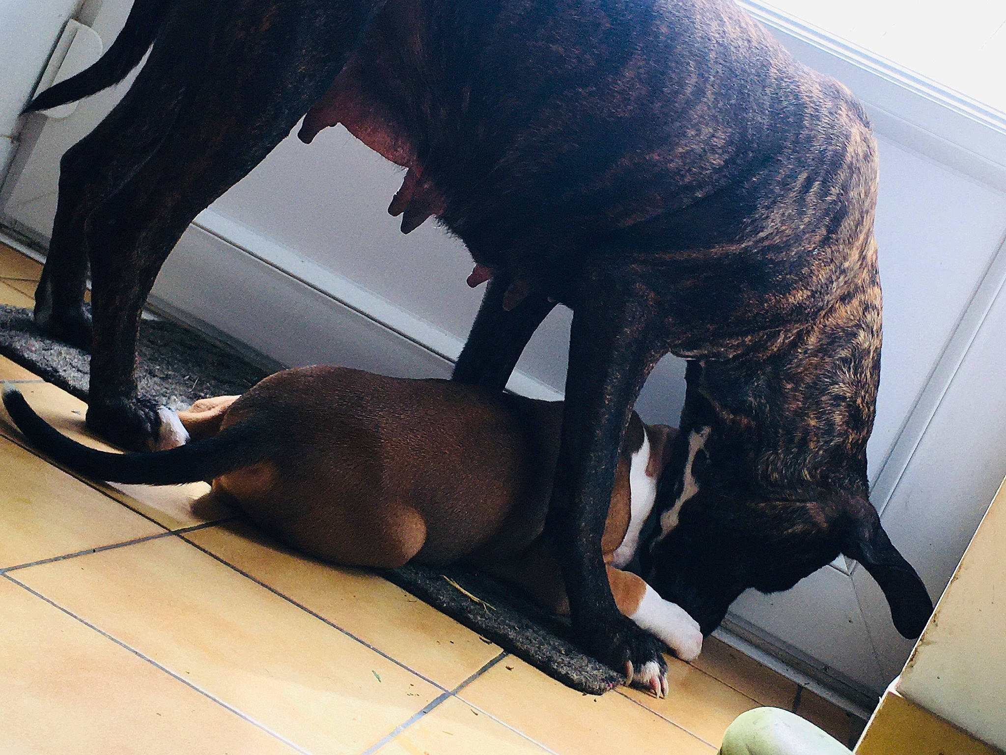 Loris a rejoint le concours — aidez-le/la à gagner de superbes lots ! canidae, carnivore, claw, companion_dog, dinosaur, dog, dog_breed, extinction, floor, flooring, guard_dog, liver, sculpture, snout, sporting_group, tail, terrestrial_animal, vertebrate, working_animal, working_dog