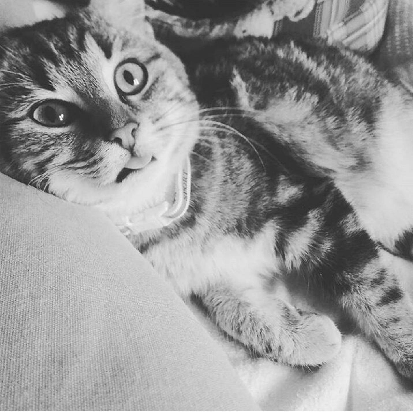 Chanel participe au concours pour gagner de l'argent avec cette photo : american_shorthair, american_wirehair, asian, black_and_white, carnivore, cat, domestic_short_haired_cat, dragon_li, european_shorthair, eye, felidae, fur, kitten, paw, photography, siberian, small_to_medium_sized_cats, snout, tabby_cat, whiskers