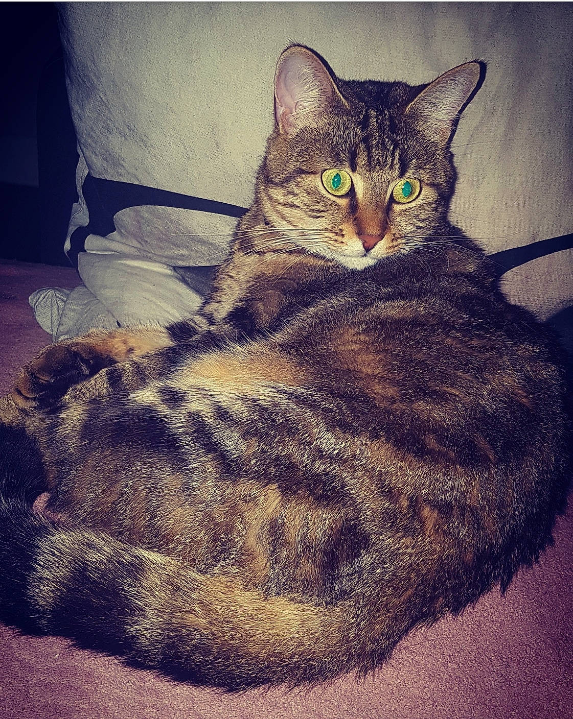 Chanel participe au concours pour gagner de l'argent avec cette photo : aegean_cat, asian, california_spangled, carnivore, cat, domestic_short_haired_cat, dragon_li, ear, european_shorthair, eye, felidae, fur, kitten, night, sitting, sky, small_to_medium_sized_cats, tabby_cat, whiskers, wild_cat