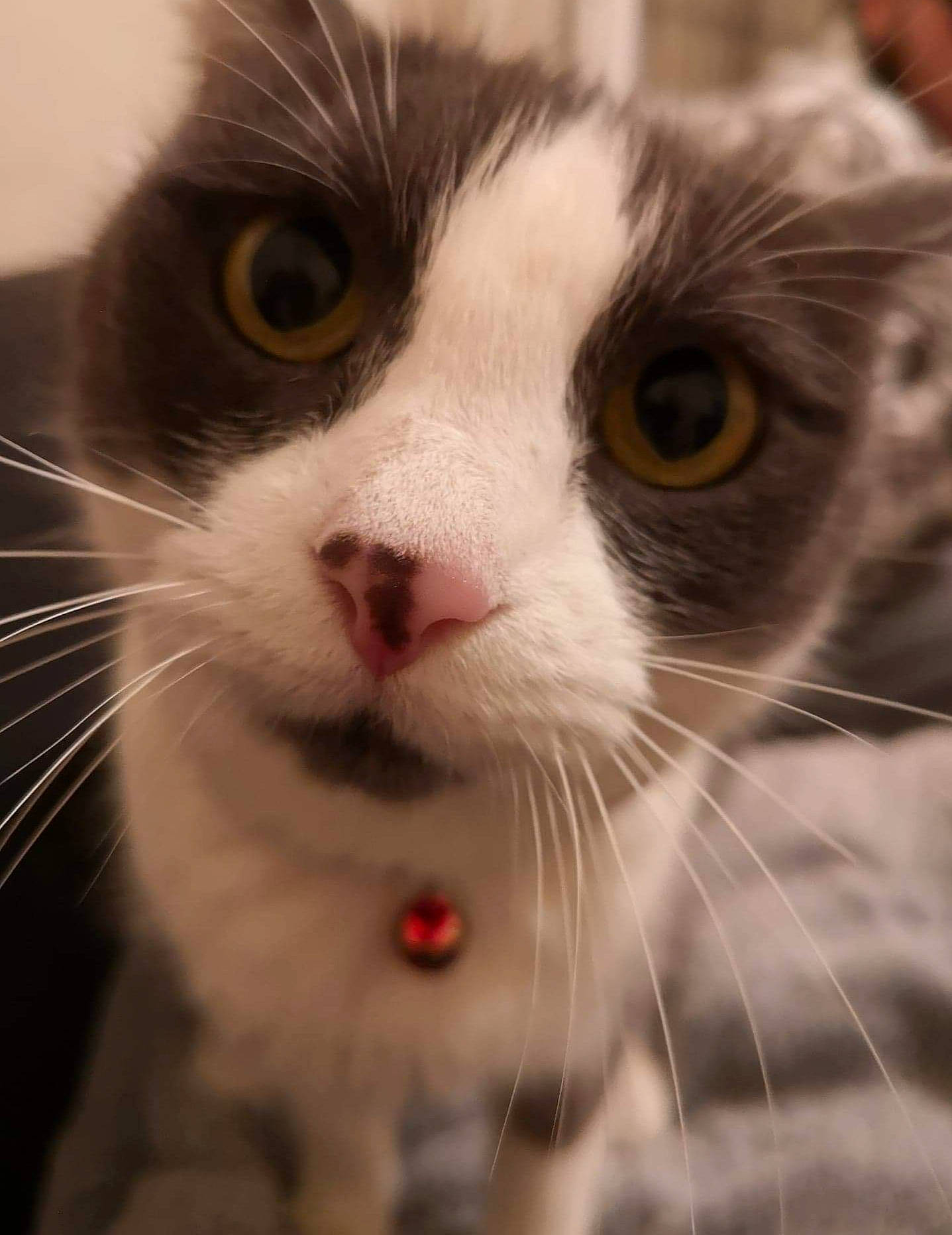 Maïna a rejoint le concours — aidez-le/la à gagner de superbes lots ! aegean_cat, american_curl, american_wirehair, carnivore, cat, close_up, domestic_long_haired_cat, domestic_short_haired_cat, european_shorthair, eye, felidae, fur, kitten, mammal, norwegian_forest_cat, nose, polydactyl_cat, small_to_medium_sized_cats, snout, whiskers