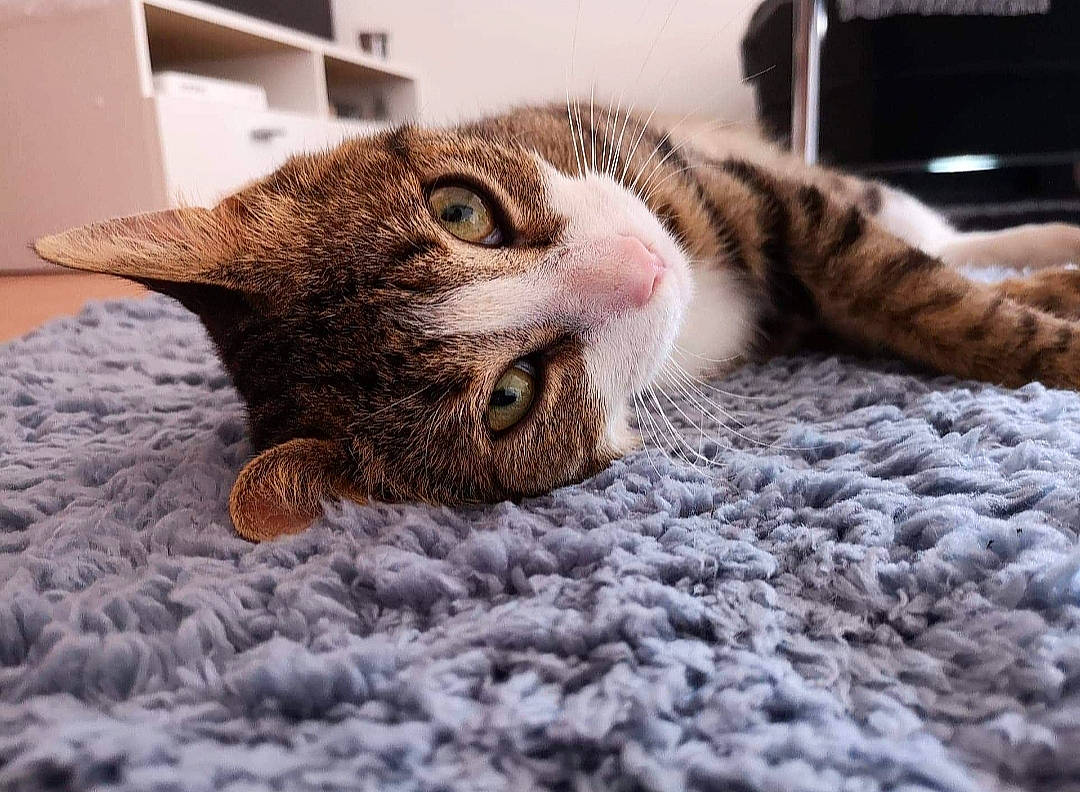 Petit Loup a rejoint le concours — aidez-le/la à gagner de superbes lots ! aegean_cat, american_shorthair, american_wirehair, asian, california_spangled, carnivore, cat, domestic_short_haired_cat, dragon_li, european_shorthair, eye, felidae, fur, kitten, nose, paw, pixie_bob, small_to_medium_sized_cats, tabby_cat, whiskers