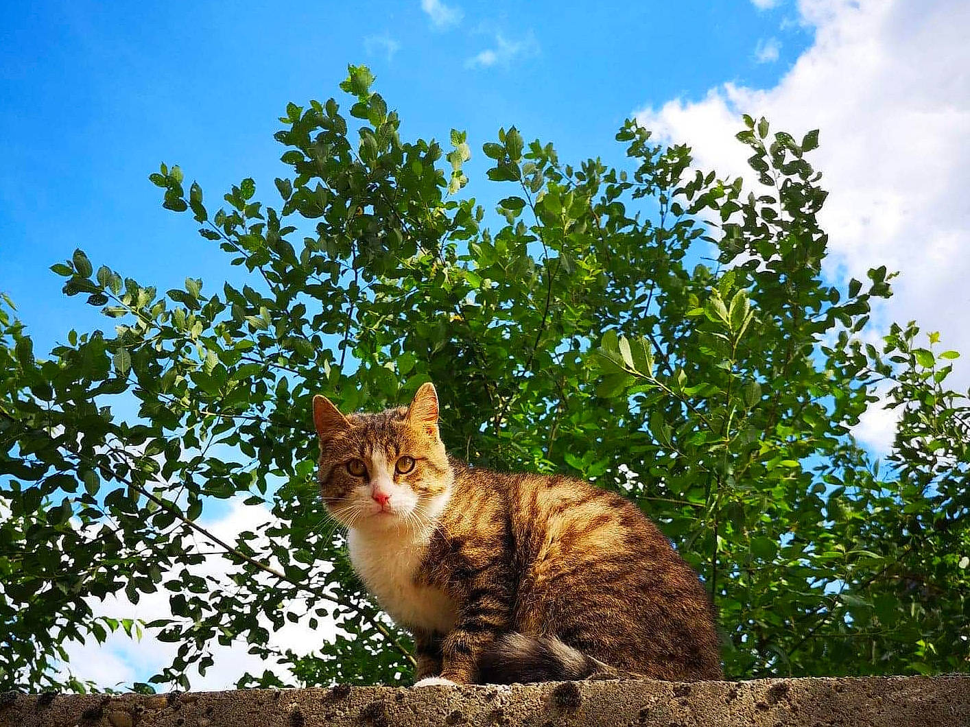 Petit Loup a rejoint le concours — aidez-le/la à gagner de superbes lots ! aegean_cat, branch, carnivore, cat, domestic_short_haired_cat, european_shorthair, felidae, ocicat, photography, plant, sky, small_to_medium_sized_cats, sokoke, sunlight, tabby_cat, tail, tree, whiskers, wild_cat, wildlife