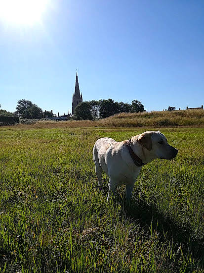 Soho participe au concours pour gagner de l'argent avec cette photo : agriculture, carnivore, companion_dog, dog, dog_breed, field, grass, grassland, horizon, landscape, meadow, morning, natural_landscape, pasture, plain, plant, prairie, sky, tree, working_animal