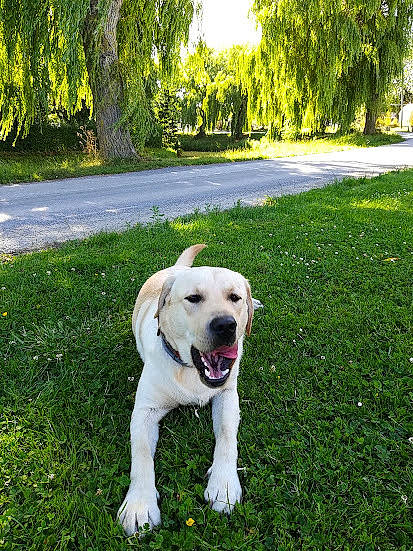 Soho a rejoint le concours — aidez-le/la à gagner de superbes lots ! carnivore, collar, companion_dog, dog, dog_breed, dog_collar, fawn, garden, grass, landscape, lawn, pet_supply, plant, retriever, shrub, sky, sporting_group, tail, tree, working_animal