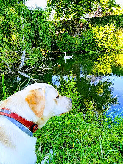 Soho participe au concours pour gagner de l'argent avec cette photo : carnivore, collar, companion_dog, dog, dog_breed, dog_collar, fawn, grass, green, lacustrine_plain, lake, natural_landscape, people_in_nature, plant, riparian_zone, terrestrial_plant, tree, water, watercourse, working_animal