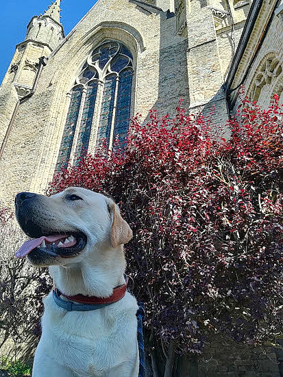 Soho participe au concours pour gagner de l'argent avec cette photo : brick, brickwork, building, canidae, carnivore, collar, companion_dog, dog, dog_breed, dog_collar, facade, fawn, flower, grass, plant, sky, snout, tower, tree, window