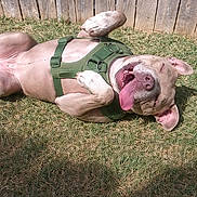 Octavious joined the competition — help win amazing prizes! dog, canine, pet, grass, outdoor, sunlight, happy, tongue_out, lying_down, green_harness, playful, wooden_fence, summer, relaxing, animal, mammal, ears, paw, smiling, nature