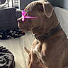 dog, pet, glasses, bed, indoor, collar, furniture, blanket, fan, side_view, brown_dog, calm, sitting, window, light, shadow, resting, domestic_animal, cute, accessory