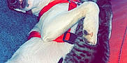 Kiki a rejoint le concours — aidez-le/la à gagner de superbes lots ! animal, blanket, cat, companion, couch, cozy, cute, cute_animals, dog, domestic, friendship, fur, furry, harness, indoor, nap, pet, relaxed, resting, sleeping