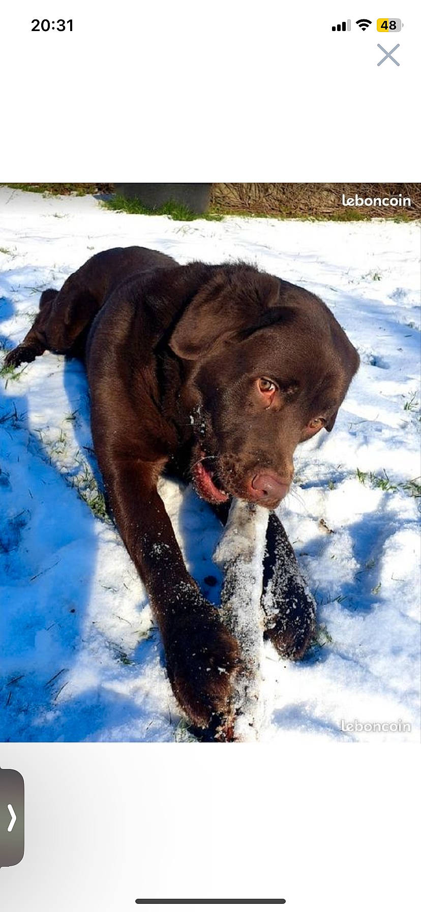 Payton participe au concours pour gagner de l'argent avec cette photo : canidae, carnivore, collar, companion_dog, dog, dog_breed, dog_collar, dog_supply, fawn, freezing, gun_dog, liver, pet_supply, pointing_breed, retriever, snout, snow, sporting_group, winter, working_animal