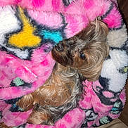 Vay joined the competition — help win amazing prizes! dog, blanket, pink, cozy, snuggled, fluffy, fur, pet, resting, cute, sleepy, indoors, comfort, warm, animal, small_dog, colorful, relaxing, home, fur_texture