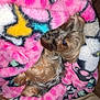 dog, blanket, pink, cozy, snuggled, fluffy, fur, pet, resting, cute, sleepy, indoors, comfort, warm, animal, small_dog, colorful, relaxing, home, fur_texture