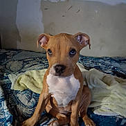 Cookie is registered to the contest to win money with this photo: puppy, dog, brown, white, blanket, towel, indoor, pet, cute, sitting, young, canine, fur, ears, eyes, floor, resting, animal, portrait, cozy