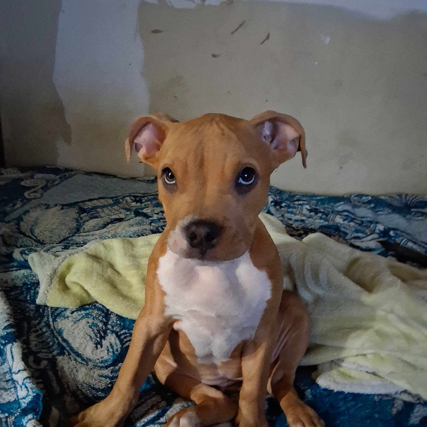 Cookie is registered to the contest to win money with this photo: animal, blanket, brown, canine, cozy, cute, dog, ears, eyes, floor, fur, indoor, pet, portrait, puppy, resting, sitting, towel, white, young