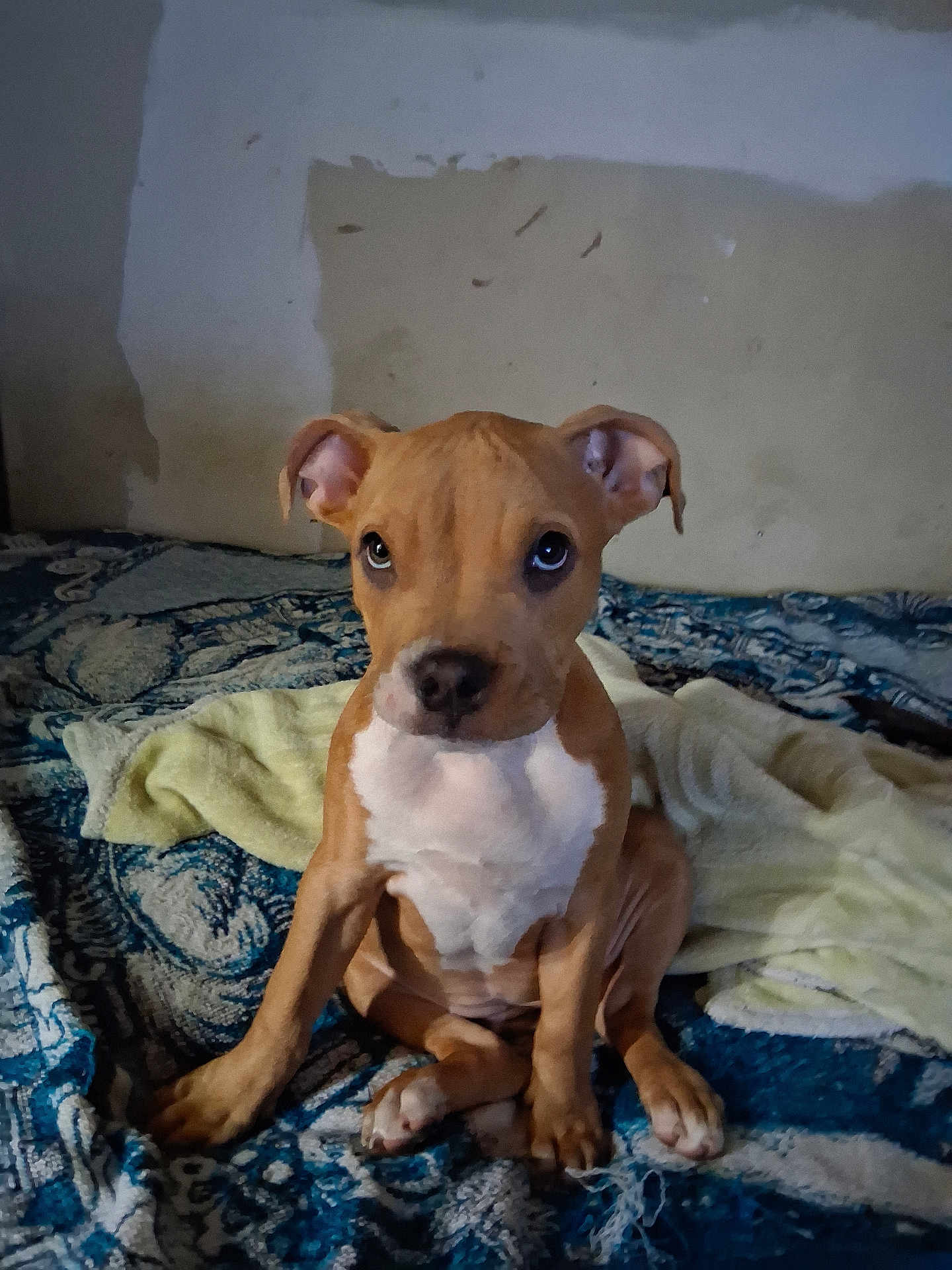 Cookie is registered to the contest to win money with this photo: puppy, dog, brown, white, blanket, towel, indoor, pet, cute, sitting, young, canine, fur, ears, eyes, floor, resting, animal, portrait, cozy