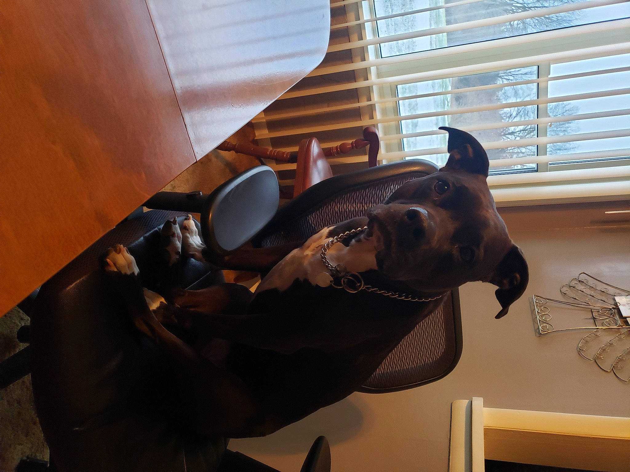 Jazz joined the competition — help win amazing prizes! art, dinosaur, fawn, flooring, hardwood, headgear, interior_design, metal, propeller, room, sculpture, snout, statue, tail, terrestrial_animal, visual_arts, window, window_blind, wood, working_animal