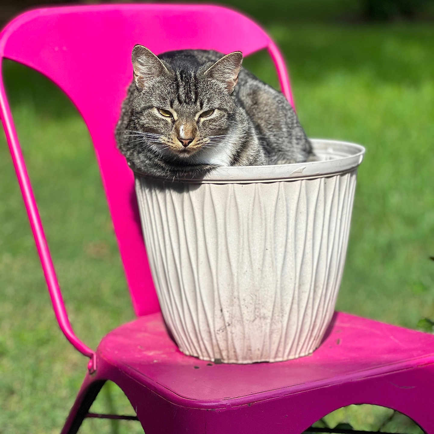 Mcgriddle is registered to the contest to win money with this photo: animal, cat, closeup, cute, daylight, domestic_cat, feline, garden, grass, metal_chair, nature, outdoor, pet, pink_chair, planter_pot, relaxed, resting, sitting, sunlight, tabby_cat
