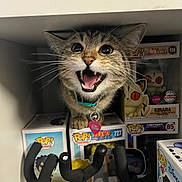 Kitana is registered to the contest to win money with this photo: animal, box, cat, collar, collectible, curious, cute, display, figurine, funko_pop, indoor, open_mouth, pet, playful, pop_culture, shelf, tag, toy, whiskers, wide_eyes
