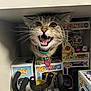animal, box, cat, collar, collectible, curious, cute, display, figurine, funko_pop, indoor, open_mouth, pet, playful, pop_culture, shelf, tag, toy, whiskers, wide_eyes