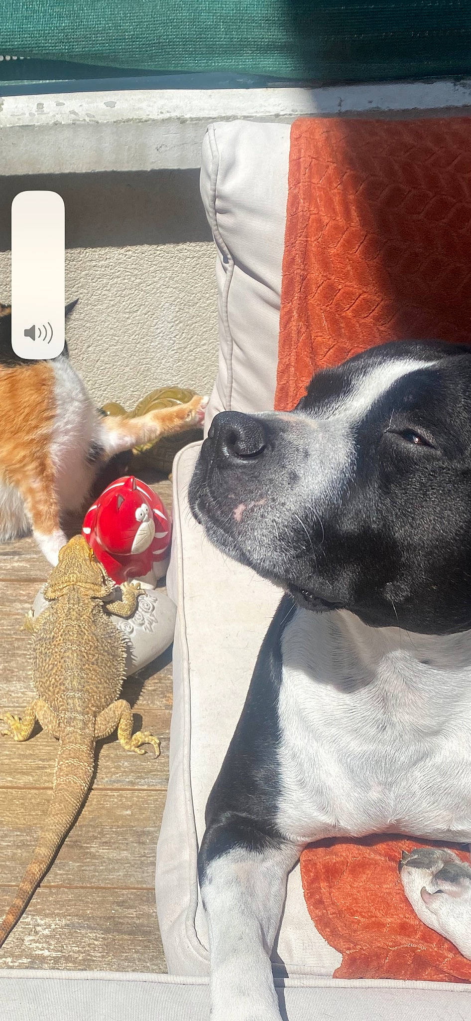 Migos participe au concours pour gagner de l'argent avec cette photo : canidae, carmine, carnivore, collar, comfort, companion_dog, dog, dog_breed, dog_supply, fawn, fur, grey, mammal, paw, pet_supply, snout, sporting_group, tail, whiskers, working_animal