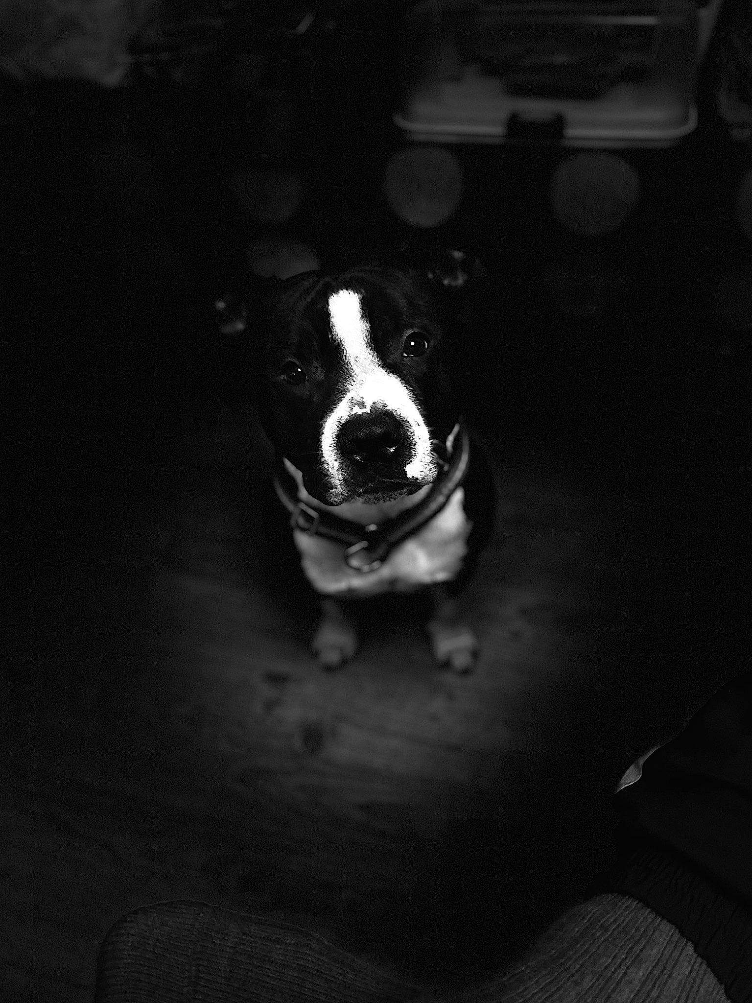 Migos a rejoint le concours — aidez-le/la à gagner de superbes lots ! automotive_lighting, canidae, carnivore, companion_dog, darkness, dog, dog_breed, flash_photography, monochrome, monochrome_photography, night, non_sporting_group, road_surface, shadow, snout, sporting_group, still_life_photography, tints_and_shades, whiskers, working_animal