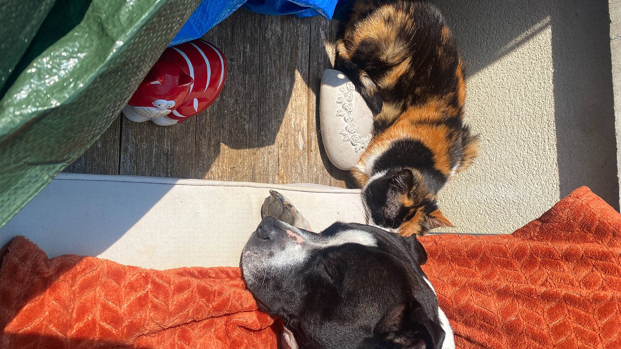 Migos participe au concours pour gagner de l'argent avec cette photo : canidae, carnivore, cat, comfort, companion_dog, dog, dog_breed, fawn, felidae, flooring, foot, fur, grass, human_leg, small_to_medium_sized_cats, snout, sporting_group, tail, whiskers, working_animal