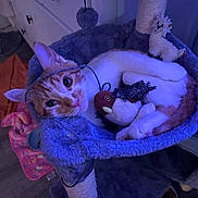 Enzo is registered to the contest to win money with this photo: cat, orange_cat, white_cat, cat_tree, plush_toy, bird_toy, llama_plush, string, purple_lighting, cozy, indoor, pet, relaxed, feline, cat_hammock, floor, furniture, toy, playful, animal