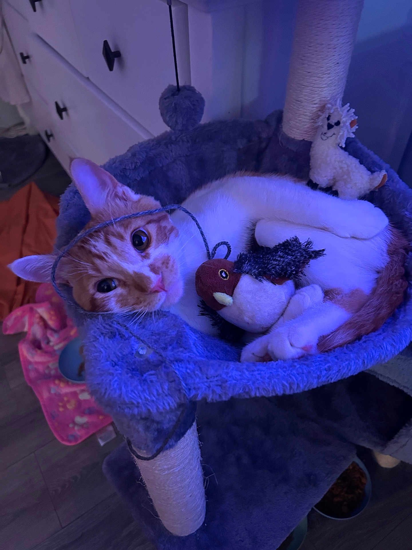 Enzo is registered to the contest to win money with this photo: cat, orange_cat, white_cat, cat_tree, plush_toy, bird_toy, llama_plush, string, purple_lighting, cozy, indoor, pet, relaxed, feline, cat_hammock, floor, furniture, toy, playful, animal