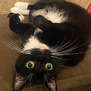 Oreo Nicole l is registered to the contest to win money with this photo: cat, black_and_white, whiskers, upside_down, curious_eyes, couch, indoor, pet, feline, playful, fur, close_up, relaxed, domestic_cat, animal, mammal, cute, resting, alert, household