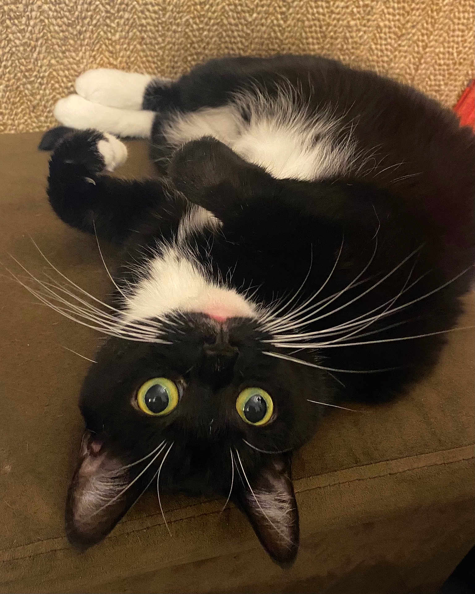 Oreo Nicole l