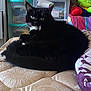cat, black_cat, indoor, mattress, furniture, storage_bins, green_eyes, whiskers, relaxed, pet, cozy, plush_toys, colorful, home, domestic_animal, curious, resting, animal, feline, patterned