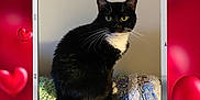 Oreo Nicole l joined the competition — help win amazing prizes! box, carnivore, cat, display_device, electronic_device, felidae, font, gadget, magenta, organism, photo_caption, picture_frame, product, rectangle, small_to_medium_sized_cats, snapshot, square, tail, technology, whiskers